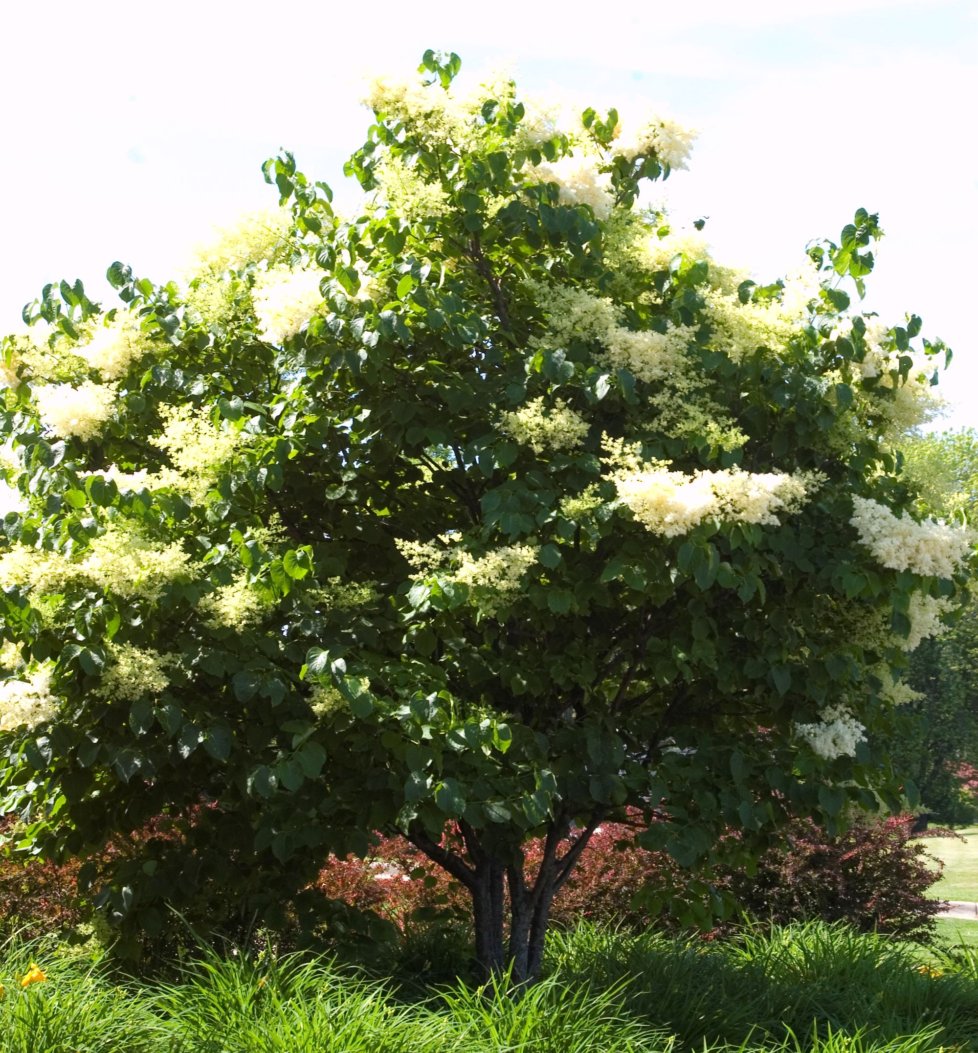 Japanese Tree Lilac MultiStem Natorp's Online Plant Store